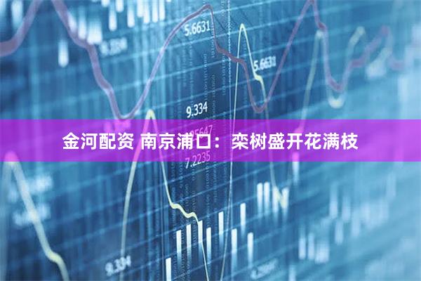 金河配资 南京浦口：栾树盛开花满枝